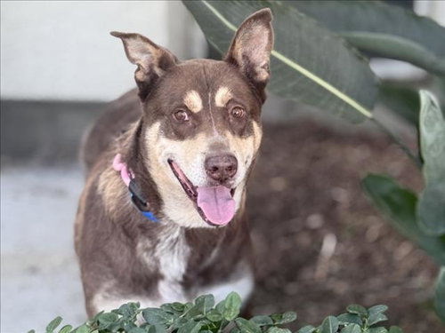 DEXTER, a dog for adoption from Harbor Animal Care and Control Center
