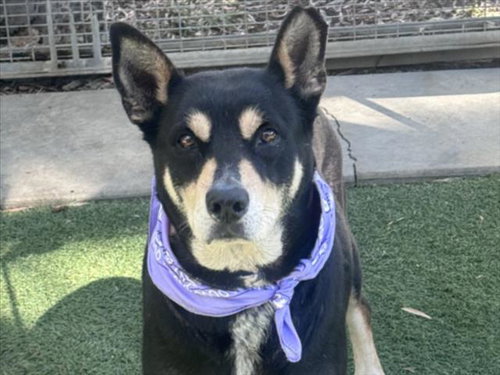SASHA, a dog for adoption from Harbor Animal Care and Control Center