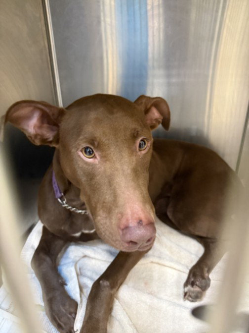 Dolly, Doberman Pinscher