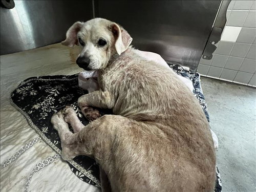 COCO, a dog for adoption from Harbor Animal Care and Control Center
