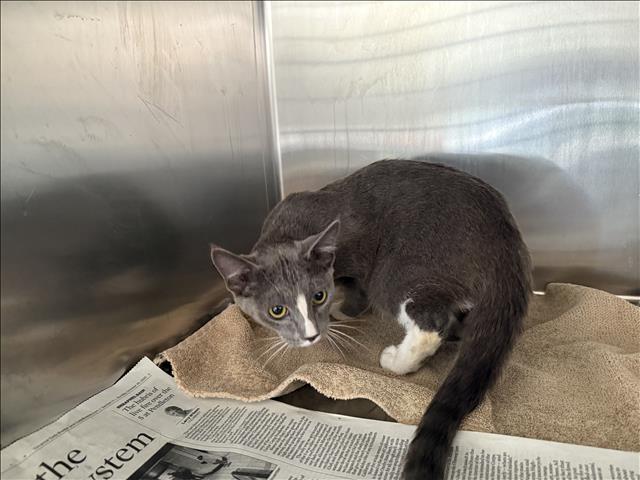 Coycoy, Domestic Short Hair