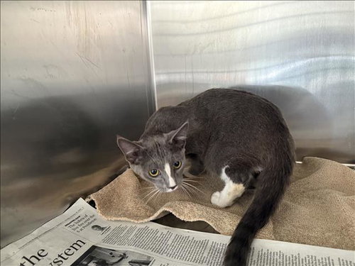 COYCOY, a cat for adoption from Harbor Animal Care and Control Center