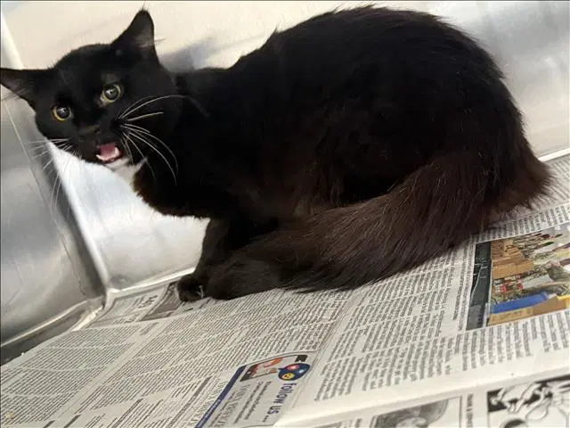 Rosco - Domestic Short Hair