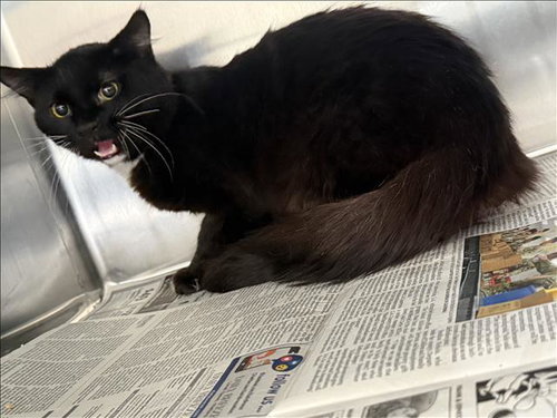 ROSCO, a cat for adoption from Harbor Animal Care and Control Center