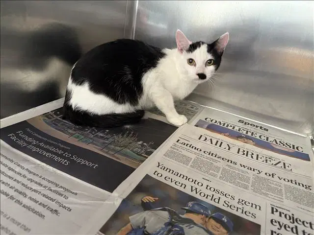 Charlie - Domestic Short Hair