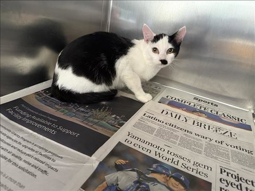 CHARLIE, a cat for adoption from Harbor Animal Care and Control Center