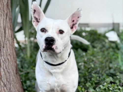 BENJI, a dog for adoption from Harbor Animal Care and Control Center