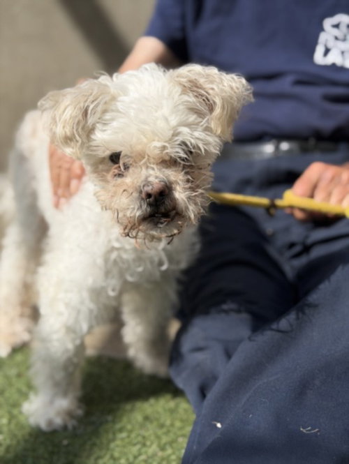 MOCHI, a dog for adoption from Harbor Animal Care and Control Center