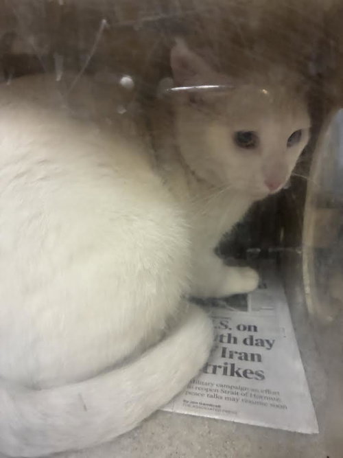 A2296602, a cat for adoption from Harbor Animal Care and Control Center