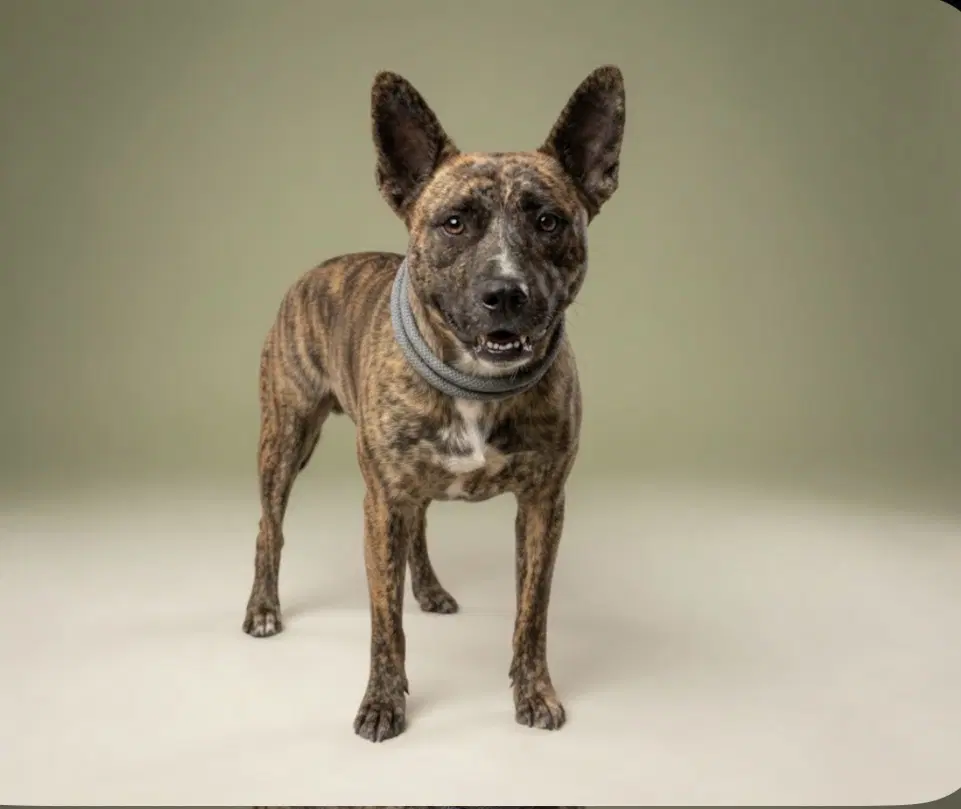 Julietta - Pit Bull Terrier