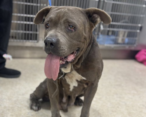 DESI, a dog for adoption from Harbor Animal Care and Control Center