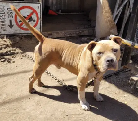 Darnell - American Bulldog