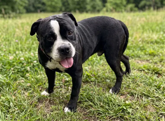 Franklin - Pit Bull Terrier