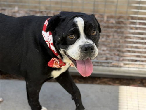 Franklin, Pit Bull Terrier (medium coat)