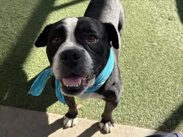 Franklin - Pit Bull Terrier
