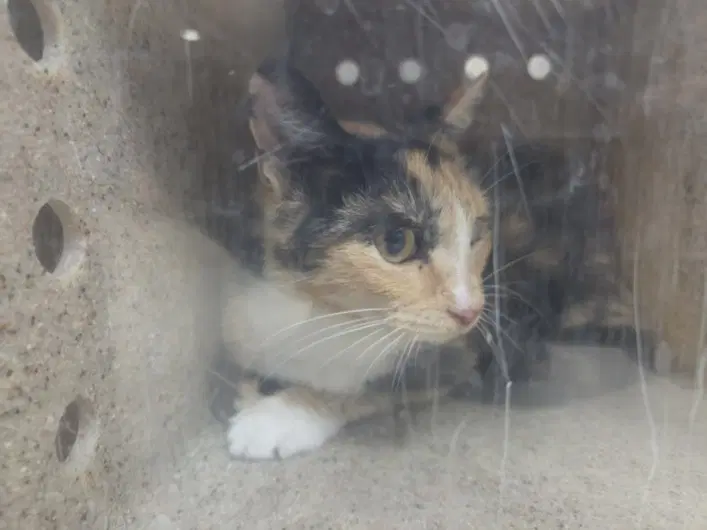 Marie - Domestic Short Hair