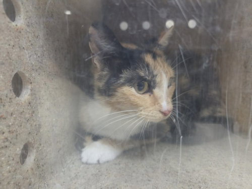 MARIE, a cat for adoption from Harbor Animal Care and Control Center