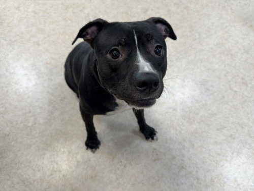 SOFIE, a dog for adoption from Harbor Animal Care and Control Center