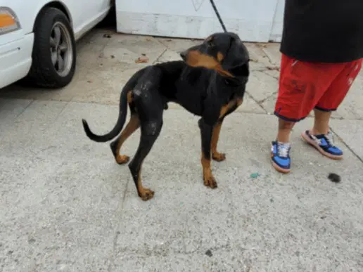 Otto - Doberman Pinscher