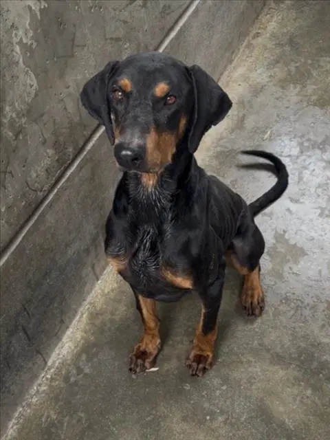 Otto - Doberman Pinscher