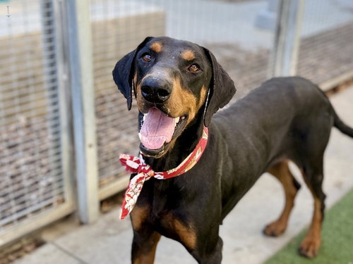 Otto, Doberman Pinscher (medium coat)