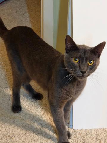 LUKE, a cat for adoption from Harbor Animal Care and Control Center