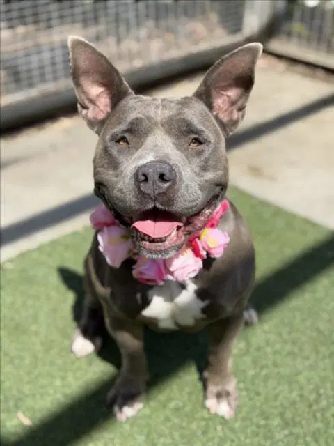 Tootsie - Pit Bull Terrier