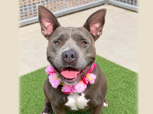 Tootsie, Pit Bull Terrier (medium coat)