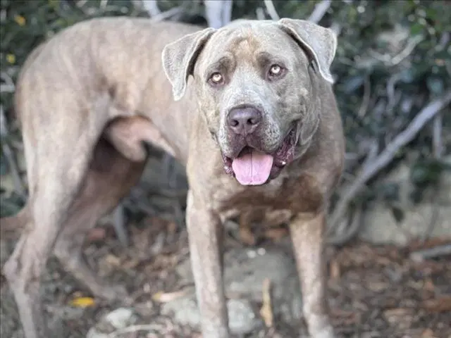 Slater - Mastiff