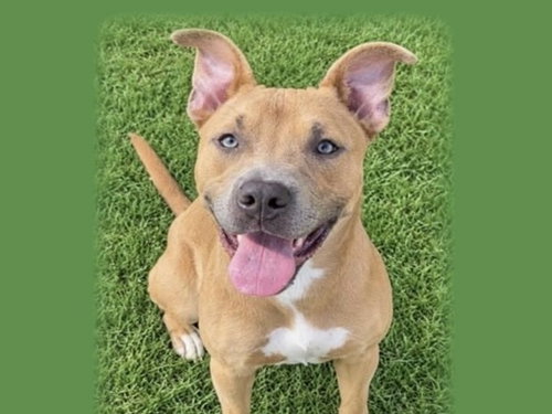 Stuffing, Pit Bull Terrier (medium coat)