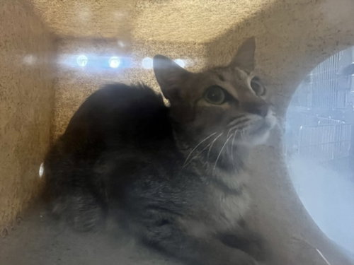 A2298447, a cat for adoption from Harbor Animal Care and Control Center