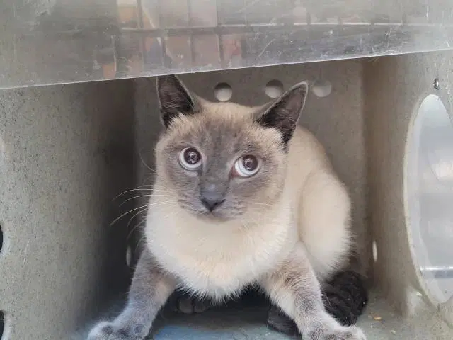 Unknown - Domestic Short Hair
