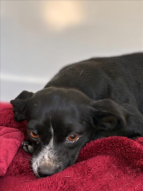 NINA, a dog for adoption from Harbor Animal Care and Control Center