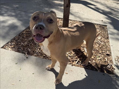PENELOPE, a dog for adoption from Harbor Animal Care and Control Center