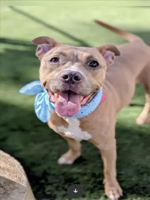 Penelope - Pit Bull Terrier