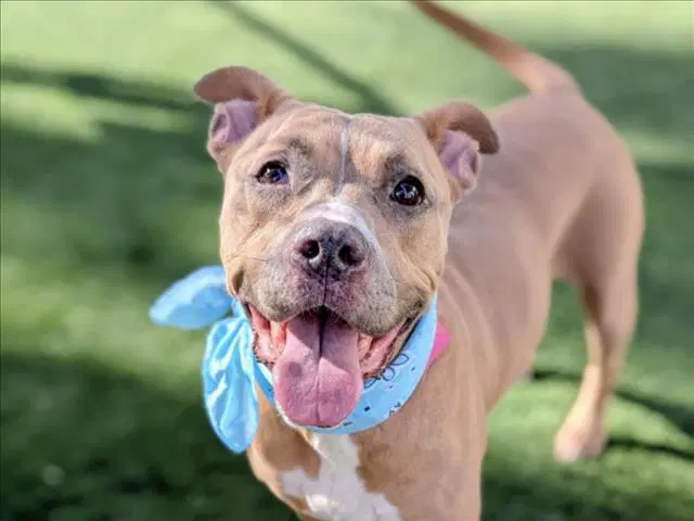 Penelope - Pit Bull Terrier