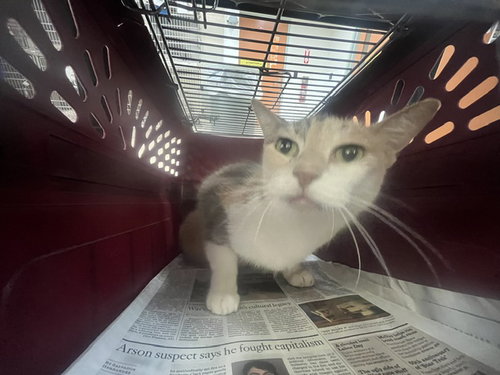 PIXIE, a cat for adoption from Harbor Animal Care and Control Center