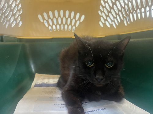 MIDNIGHT, a cat for adoption from Harbor Animal Care and Control Center