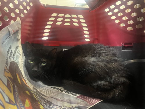 LITTLE BUB, a cat for adoption from Harbor Animal Care and Control Center