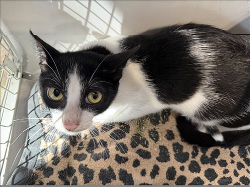 JINXY, a cat for adoption from Harbor Animal Care and Control Center