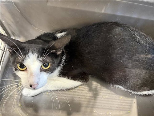 BENNY, a cat for adoption from Harbor Animal Care and Control Center