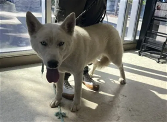 Darla - Husky