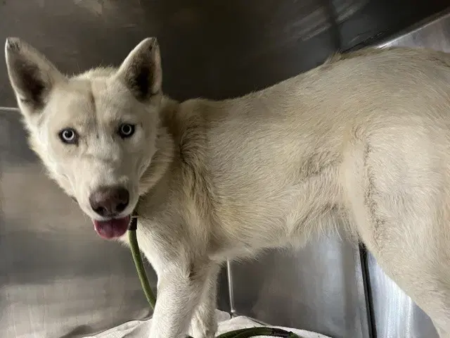 Cora - Husky
