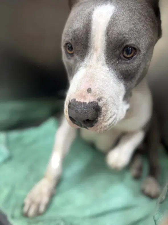 White Caps - Pit Bull Terrier