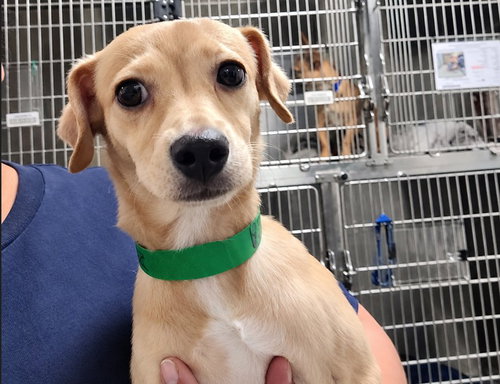 SARON, a dog for adoption from Harbor Animal Care and Control Center