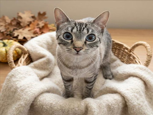 Cocoa, Domestic Short Hair (medium coat)