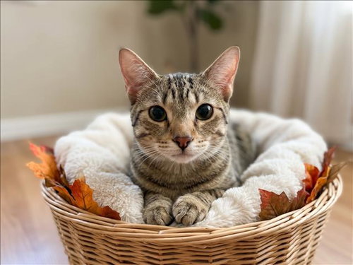 Winnie, Domestic Short Hair (medium coat)