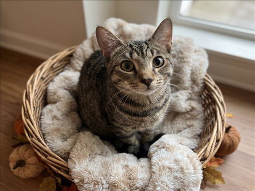 Wilbur, Domestic Short Hair (medium coat)