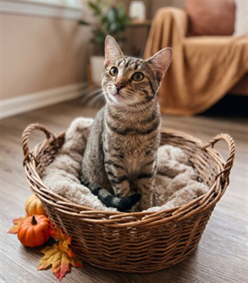Socks, Domestic Short Hair (medium coat)