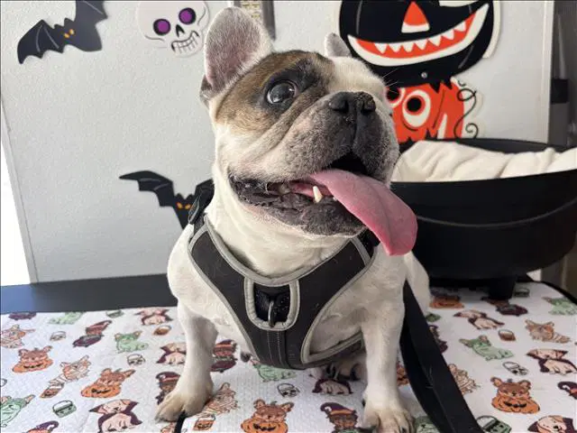 Chloe - French Bulldog